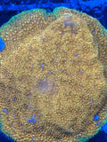 Do-Si-Do Psammocora Coral