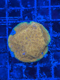 Do-Si-Do Psammocora Coral