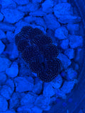 Blue Stripe Tridacna Derasa Clam