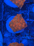 Hi-C Cyphastrea Coral Frag