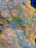 Mummy Eye Chalice Coral