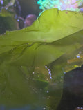 Sea Lettuce (Ulva Lactuca) Macro Algae