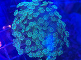 Green Branching Alveopora Coral