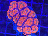 ECC Red Acan Lordhowensis, Grade A