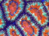 ECC Red Acan Lordhowensis, Grade A
