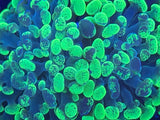 Splatter Hammer Coral
