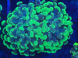 Splatter Hammer Coral