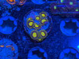 Sunbeam Shuriken Zoanthids Coral