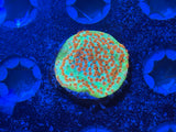 ECC Molten Meteor Cyphastrea Coral Frag
