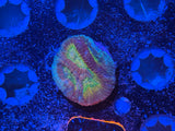 Assorted ECC Aquacultured Frags
