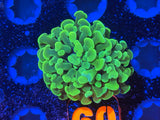 ECC Sour Apple Hammer Coral