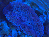 Ultra Derasa Clam