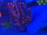 Pink/Purple Millepora Acropora Coral