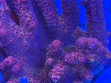 Pink/Purple Millepora Acropora Coral