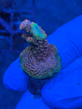 Pink/Purple Millepora Acropora Coral