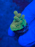 Green/Yellow Millepora Acropora Coral