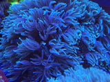 White Pipe Organ Coral