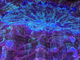 WYSIWYG Acanthophyllia Coral