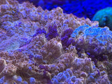 WYSIWYG Acanthophyllia Coral