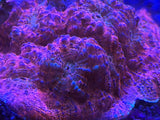 Assorted Ultra Chalice Coral Colony