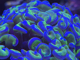 Neon Green Blue Tip Hammer