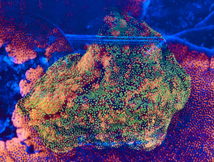 Sunset Encrusting Montipora