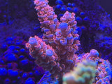 RR Lady in Pink Tenuis Acropora Coral