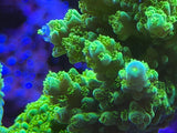 Green Slimer Acropora Coral