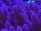 Purple Kenya Tree Leather Coral