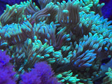 Green Long Polyp Goniopora Coral