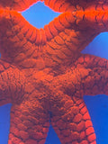 Red Black Fromia Sea Star