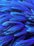 White Pipe Organ Coral