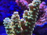 Walt Disney Tenius Acropora Coral