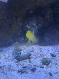 Yellow Watchman Goby