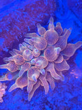 TSA Chicago Sunburst Bubble Tip Anemone