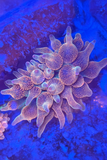 TSA Chicago Sunburst Bubble Tip Anemone
