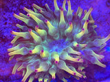 ECC Holy Grail Bubble Tip Anemone