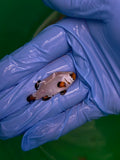 Photon Storm Ocellaris Clownfish, Aquacultured