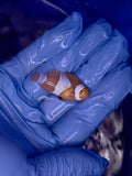 Tangerine Percula Clownfish, Aquacultured