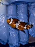 Mocha Longfin Ocellaris Clownfish, Aquacultured