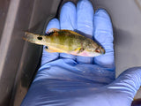 Exquisite Wrasse Pair, SSC