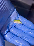Blue Green Chromis