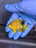 Yellow Belly Regal Angelfish