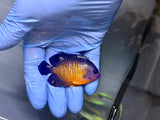Coral Beauty Angelfish