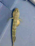 Pink Spotted Watchman Goby