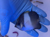 Black Pyramid Butterflyfish