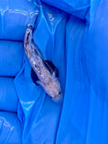 Two Spot Signal Goby