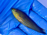 Melanurus Wrasse, SSC