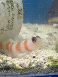 Pinkbar Flagtail Goby