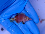 Yellow Banded Possum Wrasse